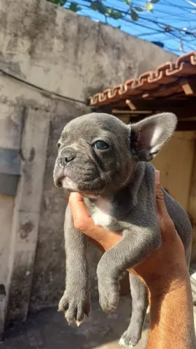 Linda fêmea de Bulldog francês disponível