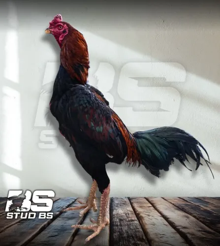 Frango índio