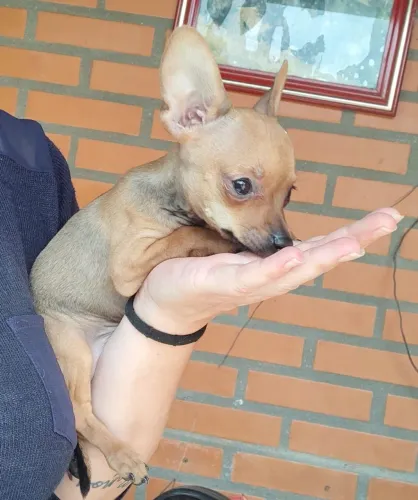 Animais