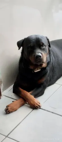 Procura se namorada para Cachorro rottweiler macho 