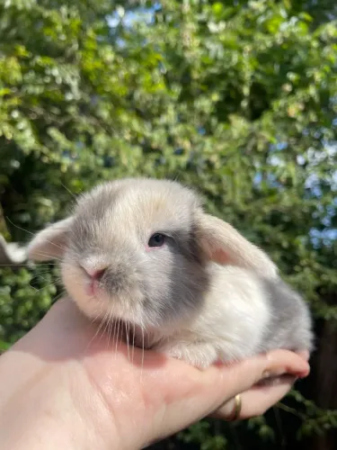 Seu novo pet está aqui mini coelhos disponíveis