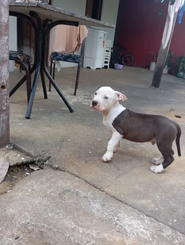 Vendo um casal de