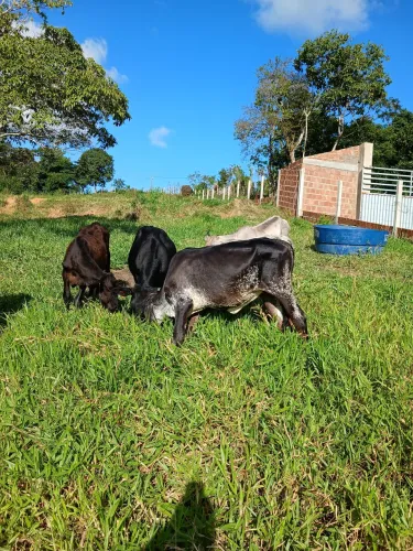 Bezerras Girolando 