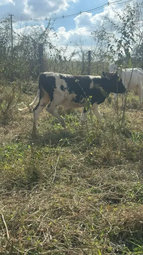 Mini novilha