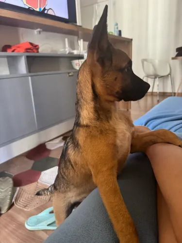 Pet Fêmea 4 meses
