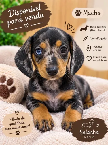 Filhote de salsicha