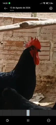 Galinhas Gigante negro de Jersey