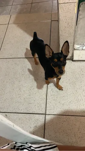 Cachorra para doação