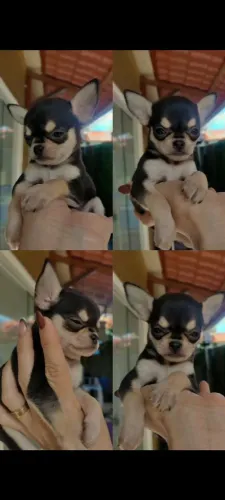 Chihuahua fêmea