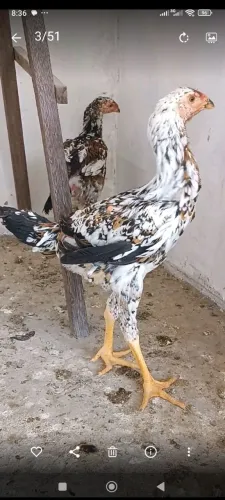 Índio gigante em montes Claros