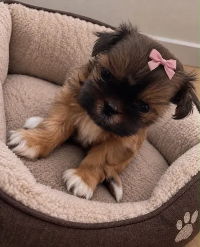Shih tzu fêmea 