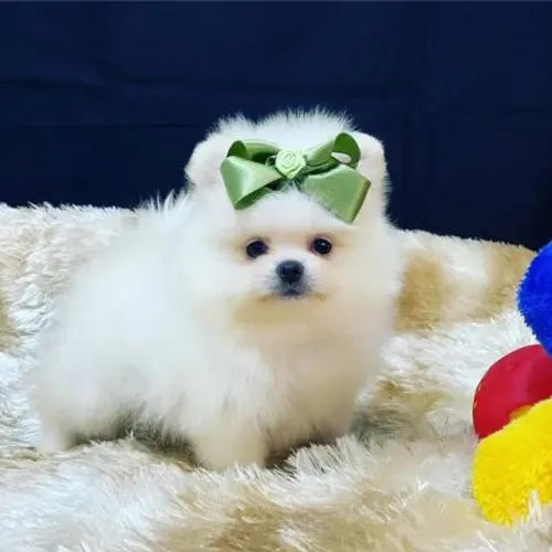 Spitz alemão o Lulu da Pomerânia