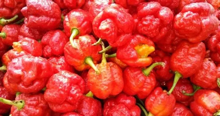 Trinidad Scorpion Moruga pimenta nuclear 