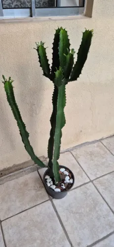 Cacto Euphorbia Milii - VENDO