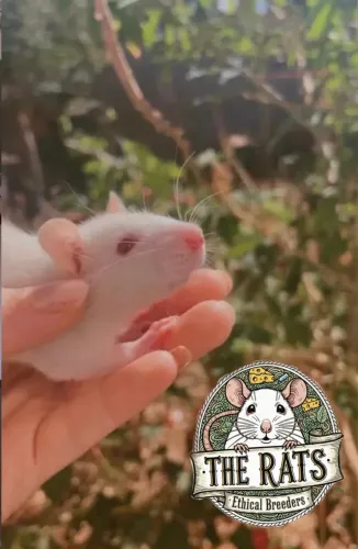 Ratos twister pet roedor - The Rats