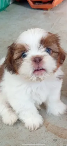 Shih tzu mini macho