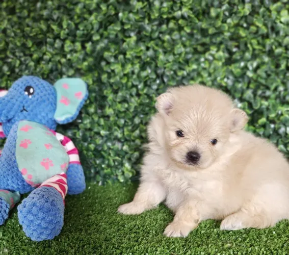 Spitz Alemão macho creme. Pedigree CBKC 