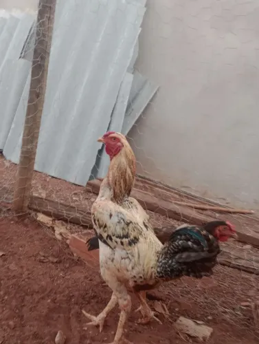 Frango Caipira, indio puro