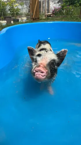 Mini Pig (mini porco)  DE VERDADE!