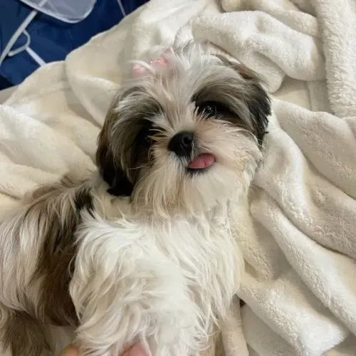 Shih Tzu: Filhotes Pequenos Lindos