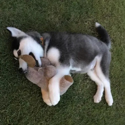 Husky Siberiano filhote mordendo seu ursinho