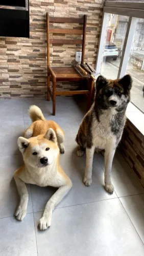 Akita lindos filhotes