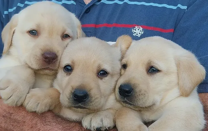 Labrador Filhotes amarelo 