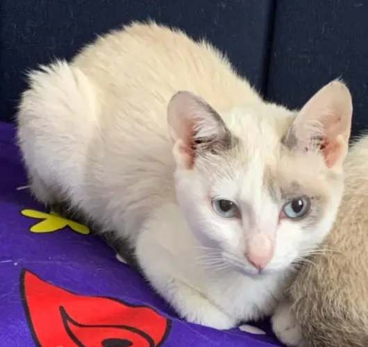Doação de linda gatinha