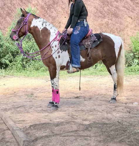 Vendo égua pampa