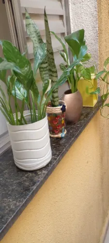 Plantas cultivadas na água