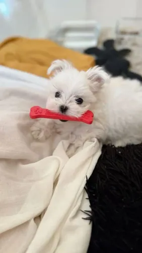 Maltês Seu lar merece esse toque extra de amor e bagunça