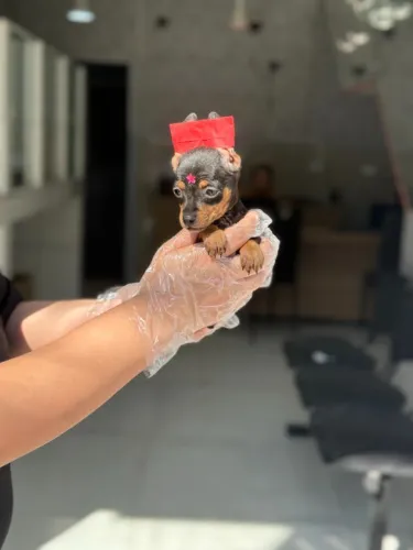 Pequeno porte, saudável e cheio de energia - Pinscher Miniatura