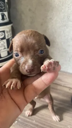 Filhote de Pit Bull com 33 dias