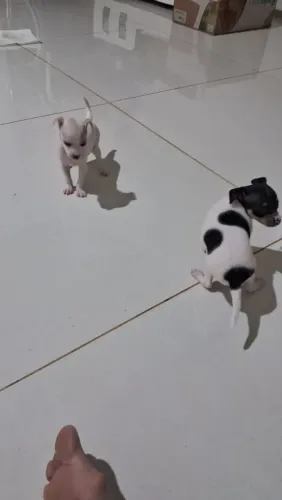 Casal de pinscher