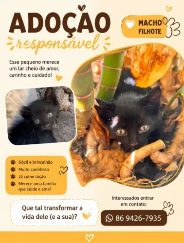 Adoção responsável