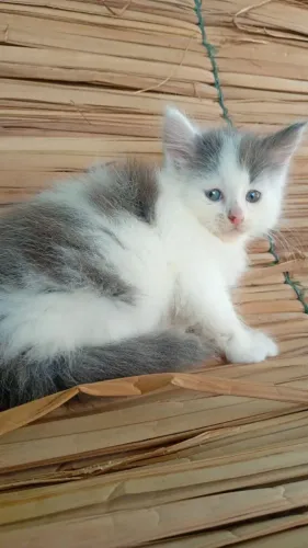 Gato Maine coon