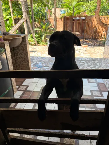 Cruzar pitbull monstera