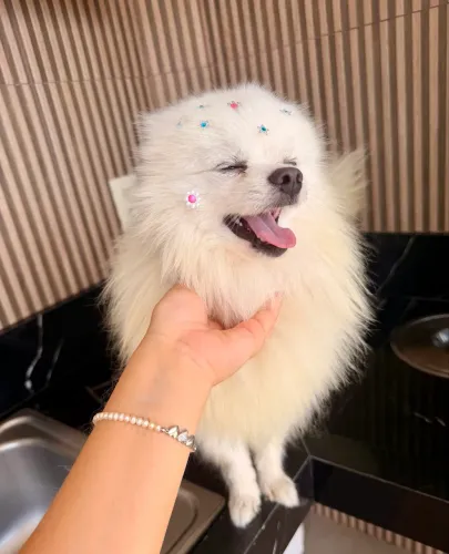 Spitz alemão
