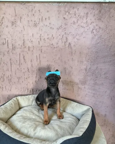 Pinscher