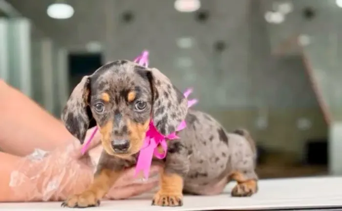 Princesa linda . Salsichinha com pedigree