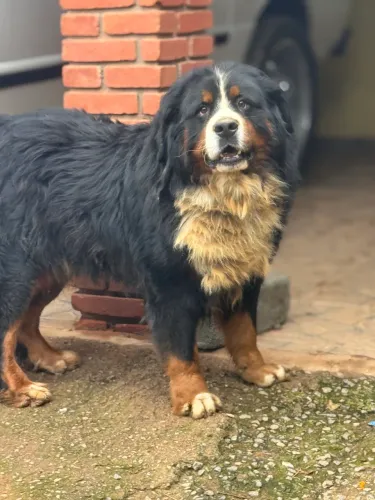 Bernese Macho pedigree CBKC