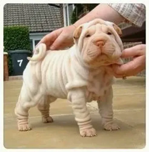 Sharpei 