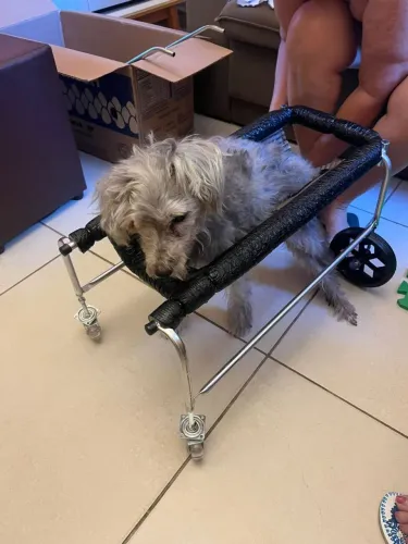 Andador para cães