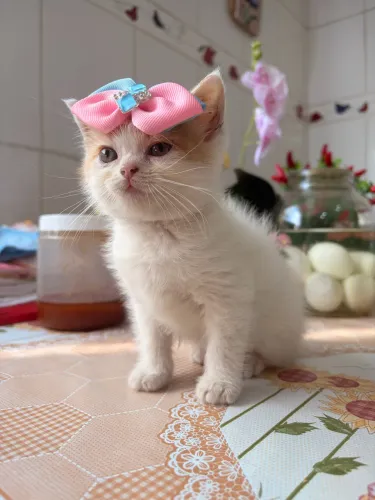 Gato persa 