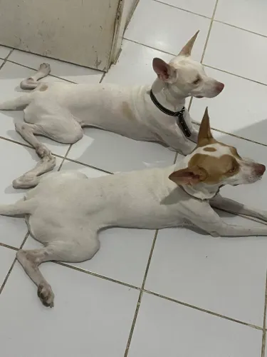 adoção de cadelas