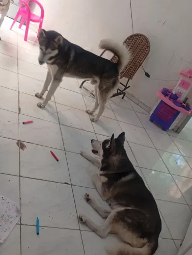 Husky siberiano gêmeos