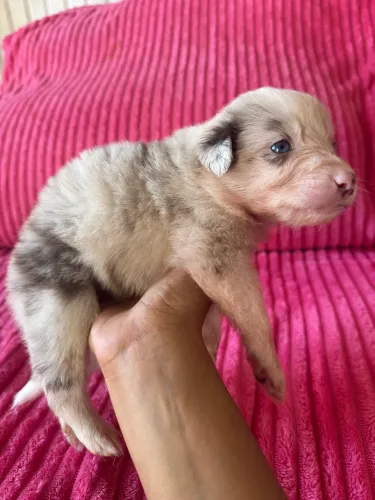 FILHOTES - BORDER COLLIE
