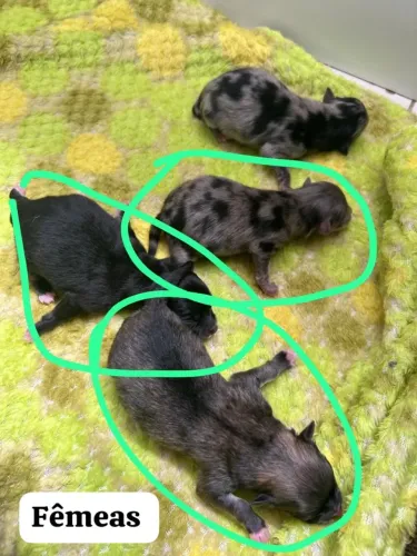 *4 Filhotes de lulu da palmerania 3 fêmea e 1 macho*