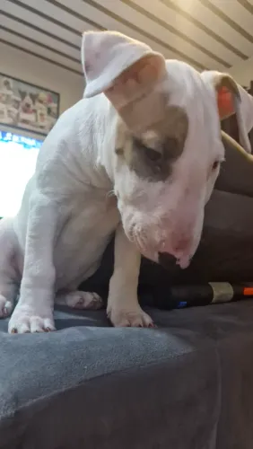 Filhote Macho - Bull Terrier 