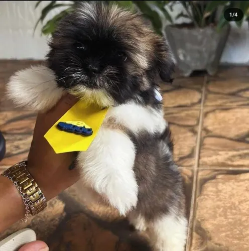 Shih Tzu Mini perfeito